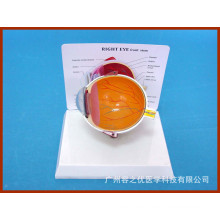 Desk Type Model Eye Anatomical Model Health Half Anatomic Eye Model